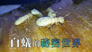 【公民科學】白蟻的祕密世界：你所不知道居家昆蟲 (我們的島 第1068集 2020-08-17)