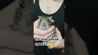 Сколько стоит операция у дикой крысы. 🤨 Пасюк Тархун. 🐭 #wildrats #приют #волонтерство #cuterats