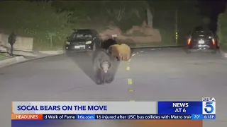 Belly-scratching bear among a surge in recent Southern California sightings