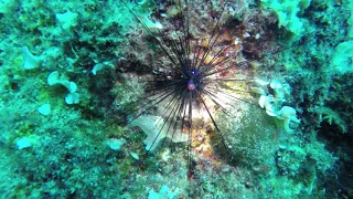 Diadema setosum urchin