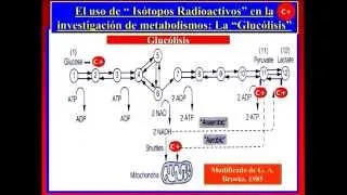 2 Evidencias y creencias sobre el metabolismo ácido láctico. Juan Carlos Mazza. ISAF.