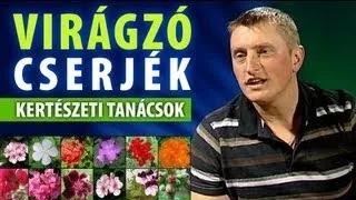 Virágzó cserjék ápolása - kertépítési tanácsok, Budapest