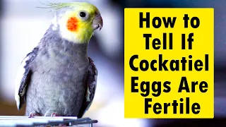 How to Tell If Cockatiel Eggs Are Fertile: A Reliable Method Experienced Breeders Use