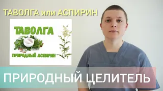 Таволга/Лабазник l Природный АСПИРИН l Растительный Целитель