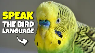 How to Understand your Bird Better | Compilation