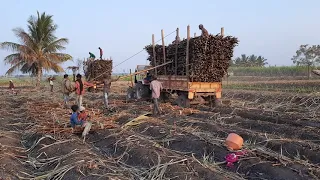 605 Arjun tractor pulling out a cane filled with sugarcane