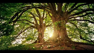 5 Minute Grounding Meditation, Connect With Earth and Nature Energy For Health and Balance