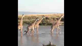 Crocodile attack giraffe | while zebra looking for a way to escape.