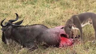 Warning Graphic! - Eaten Alive by Wild Dogs