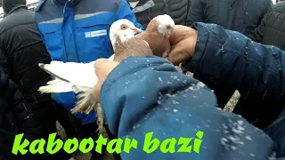 ГОЛУБИНЫЕ РЫНОК УЗБЕКИСТАНА  Асака кабутар бозор Asaka kabutar bozor #голуби#pigeon#pigeons#doves