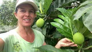 Breadfruit Tree (Artocarpis altilis)