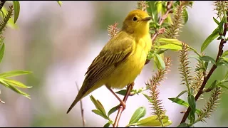 Oiseaux du Québec, chants et cris #2