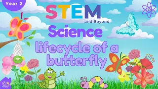 Lifecycle of a Butterfly | KS1 Science Year 2 | Home Learning