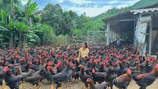 How to cure 3000 adult chickens. chicken with asthma/chicken Farm
