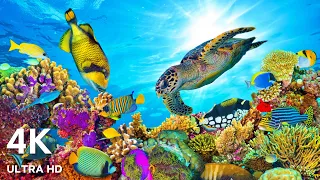 The Best 4K Ocean for Relaxation 🐠 Sea Animals With Calming Music - Rare & Colorful Sea Life Video