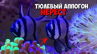 Тюлевый Аппогон | Нерест | Морской аквариум