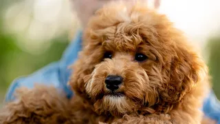 Miniature Poodle Dog Breed: Pros & Cons