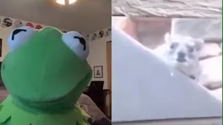 Kermit go yeet