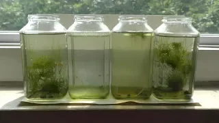 Algae Control