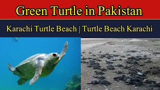 Green Turtle in Pakistan | Karachi Turtle Beach | Turtle Beach Karachi | Karachi Sea Turtle 2023