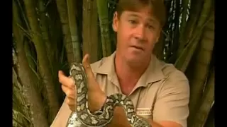 Steve Irwin's Wildest Animal Encounters (Part 1)