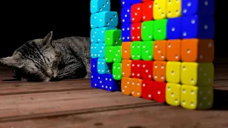 TETRIS Dices with Sleeping Cat