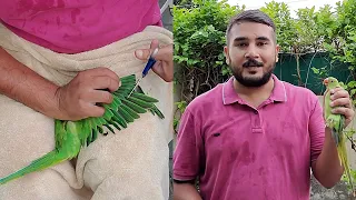 How to Clip Ringneck Parrot Wings || Ringneck Parrot k Wings Kese Kaatain?