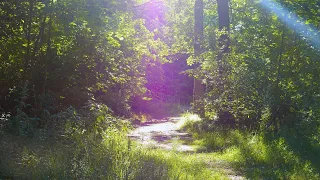 Background sounds of the forest for deep relaxation. White noise will help relieve stress.