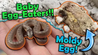 Baby Egg-Eating Snakes Hatching!!