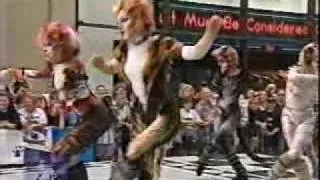 Cats - Macavity