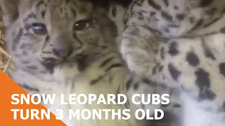 Snow Leopard Cubs Turn 3 Months Old!