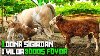 1 Ylida 3000$ Doromad 1 Ta Sigirdan 💯🤔  Mana Foydani Zori 👏