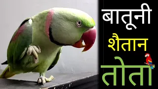 Parrot talking Parrot - ऐसा बातूनी तोता नहीं देखा होगा -Best Talking parrot video