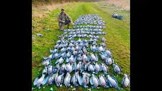 Pigeon Shooting Feb 2019