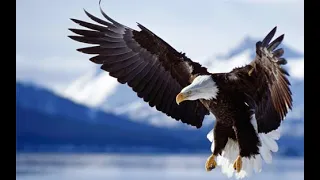 When Eagles Mount Up!