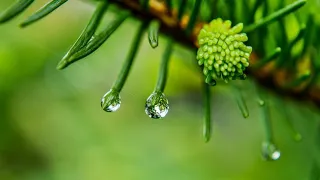 Beautiful Nature phenomenon- Euphoria, Relaxing music,forest and nature sounds,rain thunder