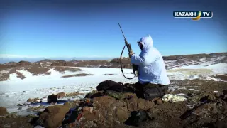 Охота на волка в Северном Тянь-Шане