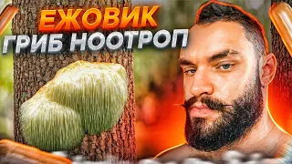 ЕЖОВИК - КРЕАТИВНЫЙ ГРИБ . Эффекты, исследования, отзывы