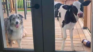 When Your Dog Brings Home an Unlikely Friend!