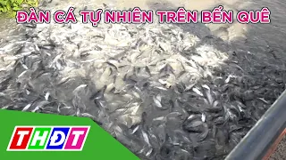 Đàn cá tự nhiên trên bến quê ở huyện Hồng Ngự | THDT