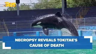 Necropsy reveals Tokitae's cause of death