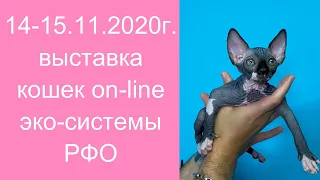 1-я выставка кошек эко-системы РФО день 1