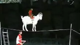 A Monkey on a Goat on a Cup on a Tightrope