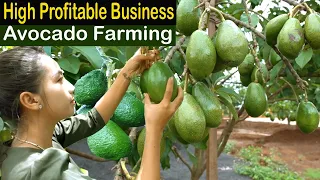 Avocado Farming Business - How to Start Business Avocado Farm - How to Grow Avocado - Business Ideas
