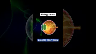 How Human Eyes Work | Biology 3D Animation #shorts #eyes