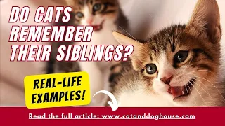 Do Cats Remember Their Siblings? Real-Life Example of Reunited Cat Sisters!