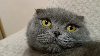 Пранканули... 😂 #scottishfold #catsworld #cats