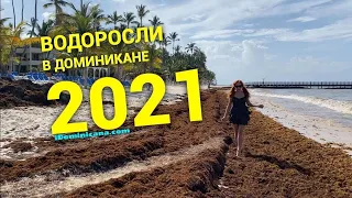 Водоросли в Доминикане 2021: как выглядят отели, где чистые пляжи? – iDominicana.com