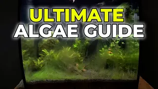 Ultimate Algae Control Guide in Under 5 Minutes