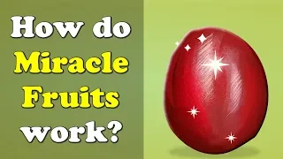 How do Miracle Fruits work? + more videos | #aumsum #kids #science #education #children